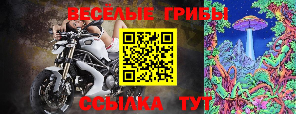 Псилоцибиновые грибы Psilocybe Ефремов